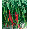 Early mature Thin line Green Pepper Seeds-Spicy Show No.2